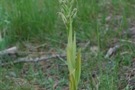 Himantoglossum hircinum